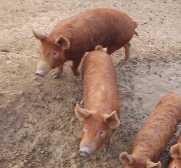 Soggy Bottom: where the bacon begins