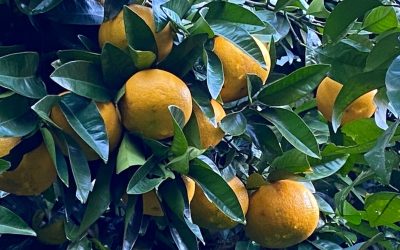 Pure gold: New Zealand grapefruit