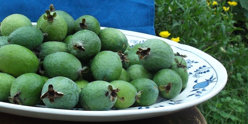 Feijoa fortnight: Green eggs