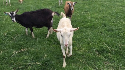 Wairere goats