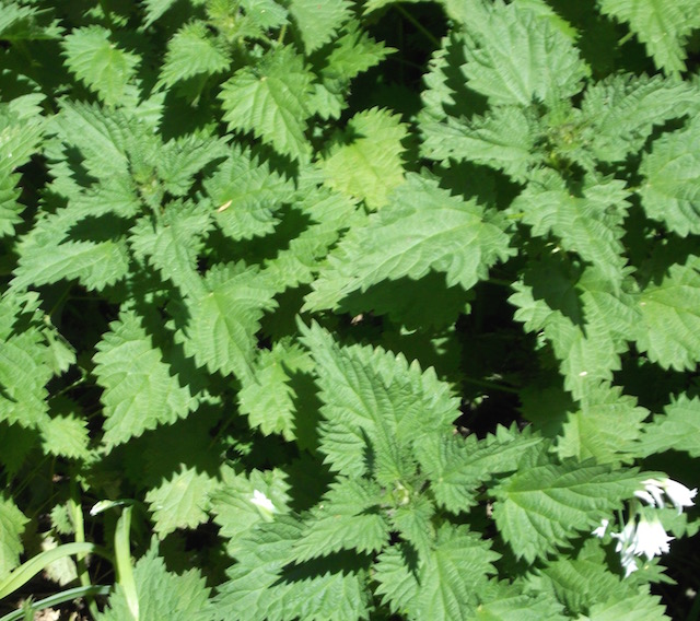 nettles.jpg