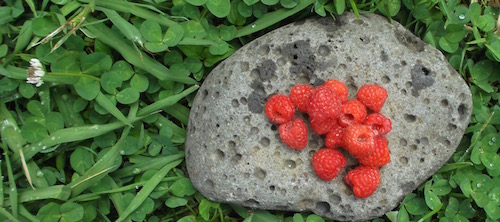 A handful of raspberries