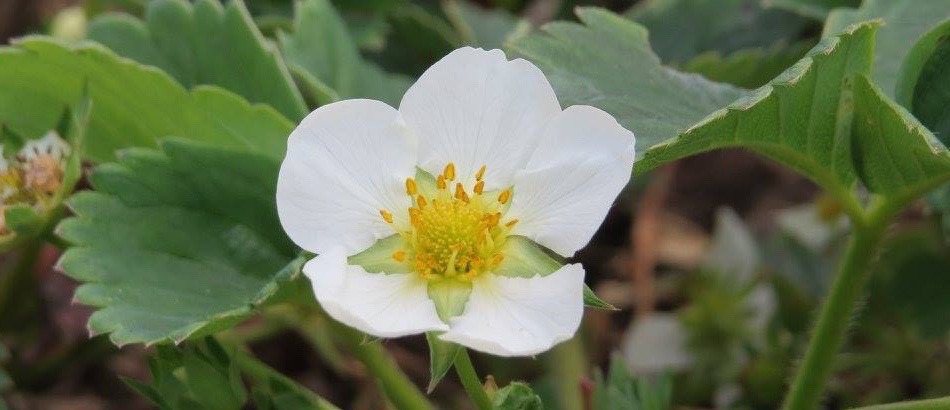 Perfect strawberries