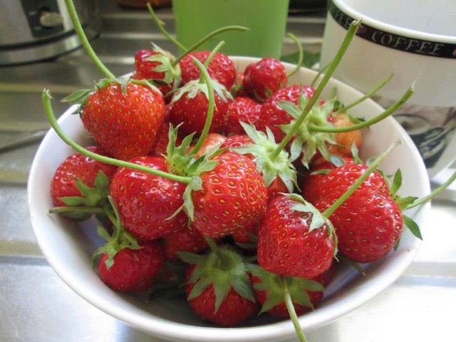 strawbsfreshly picked.jpg