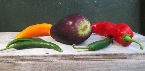 Easter eggplants