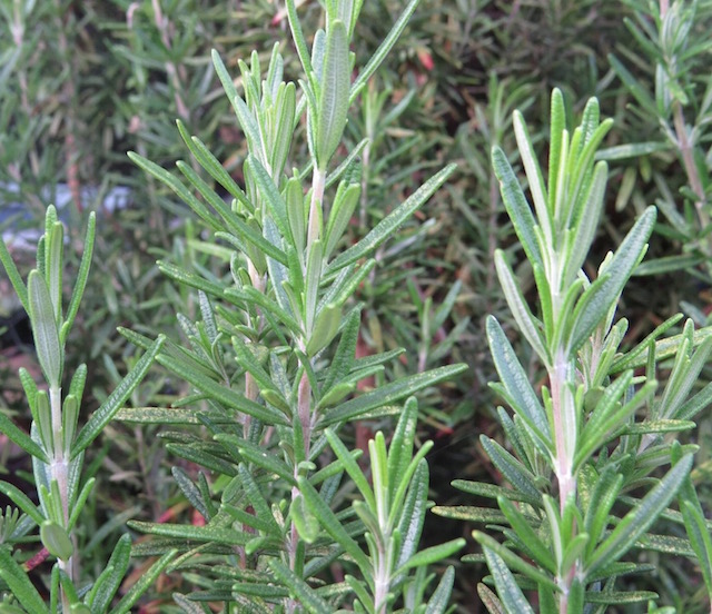 rosemary.jpg