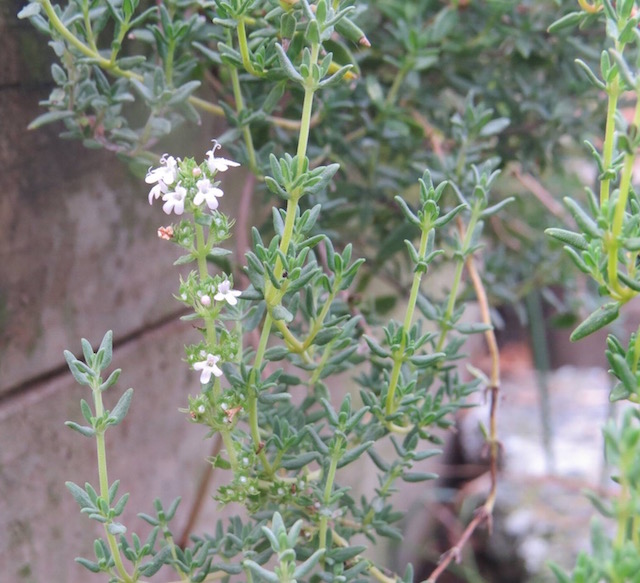 thyme.jpg