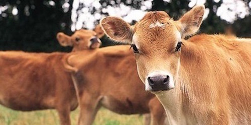 Jersey Girls: legends in the milking