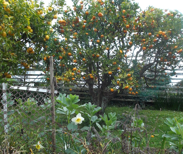 mandarin tree.jpg