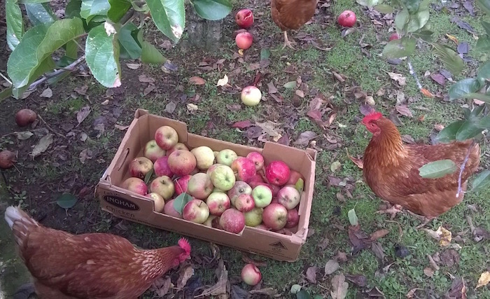 appleschickens2.jpg
