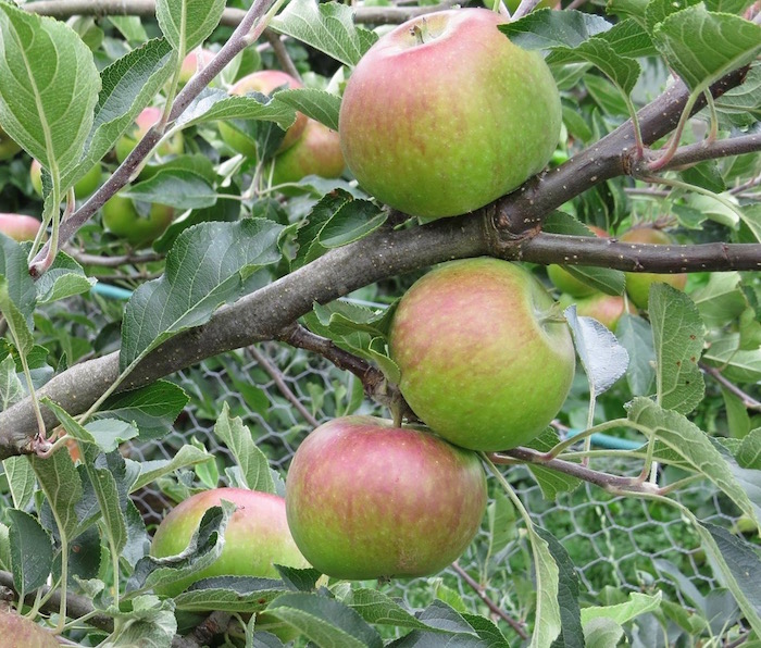 applestree.jpg
