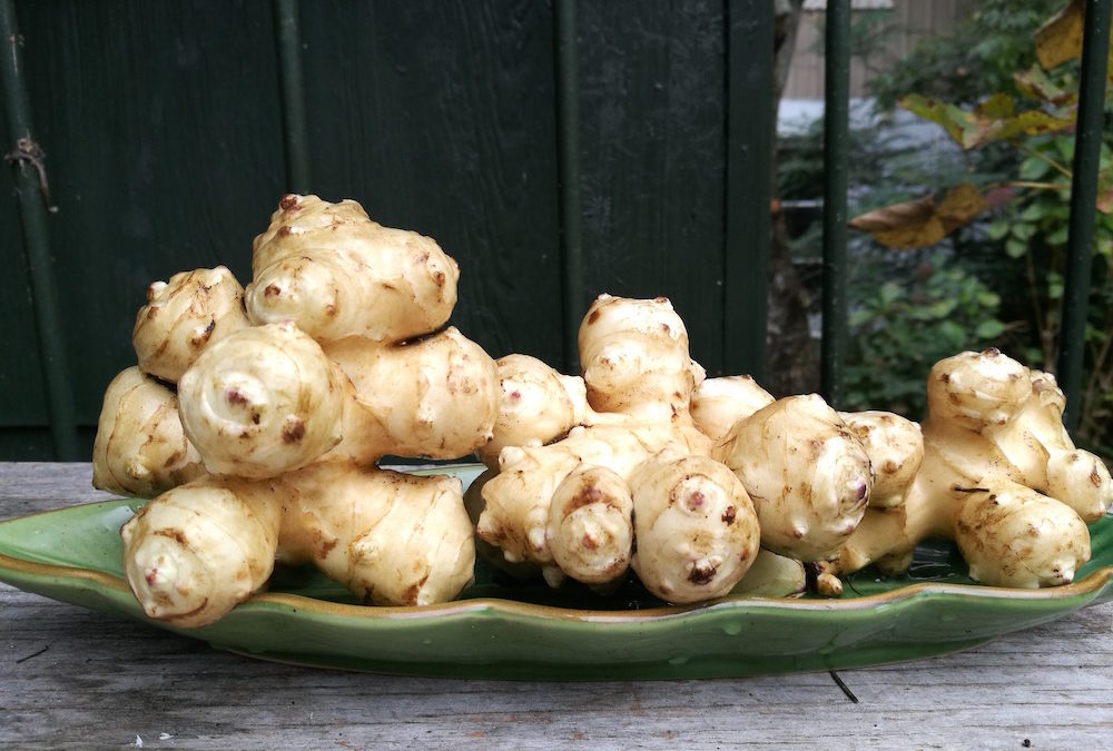 jerusalem artichokes